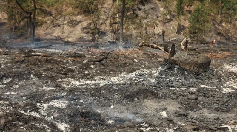 Landes Vilayetinde 1580 Hektar Alan Yandı, Yüzlerce Kişi Tahliye Edildi