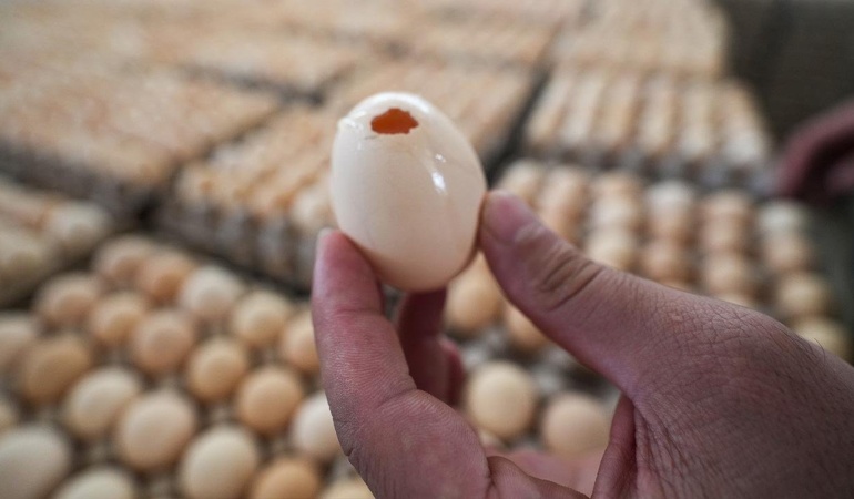 İngiltere’deki Salmonella Salgınında Can Kaybı ve Vaka Artışı