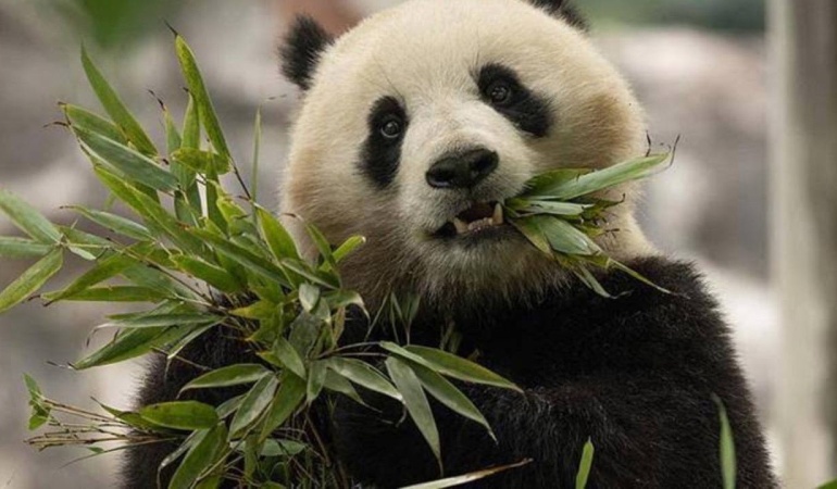 Şi’nin ziyaretinin ardından abd’ye gönderilmesine karar verilen iki panda yola çıktı
