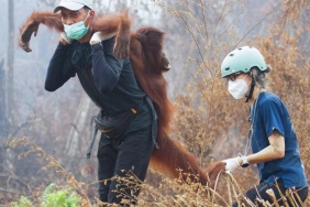 1792405111610orangutan-kurtarma-reu-2496746_1.jpg