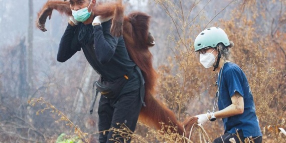 1792405111610orangutan-kurtarma-reu-2496746_1.jpg