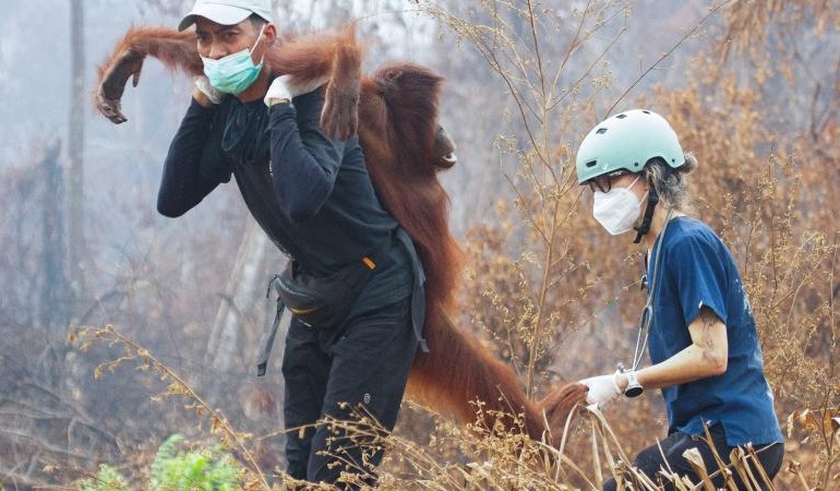 ENDONEZYA’DA ORMAN YANGINLARIORANGUTANLARI KURTARMAK İÇİN ZAMANLA YARIŞ