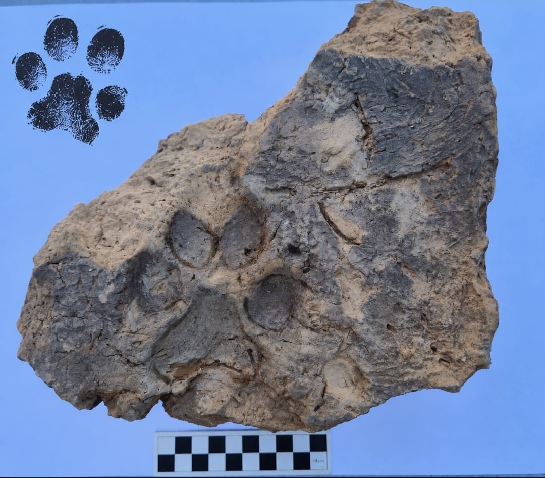 1793013676425AA-20261026-42867843-42867842-TAVSANLI_HOYUK_KAZILARINDA_YAKLASIK_4_BIN_YILLIK_PATI_IZL.jpeg
